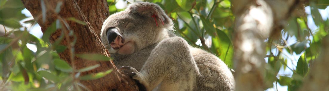 ArT - Australische regenerative Tiefenentspannung (Bowen Technik)